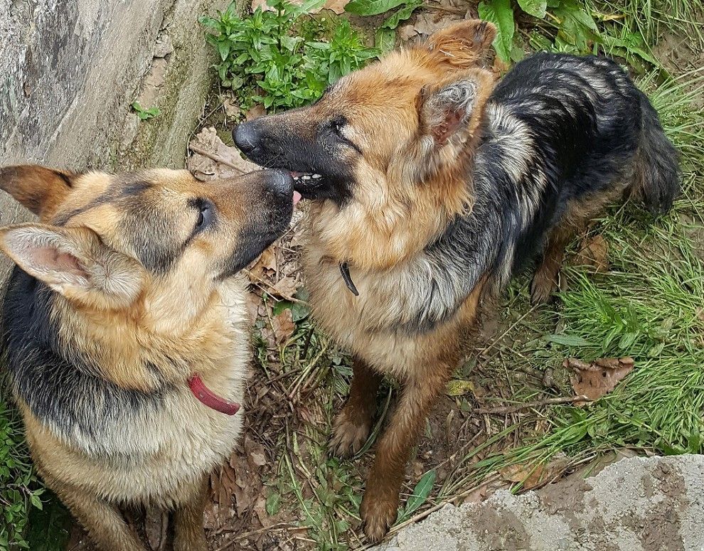 Els dos gossos rescatats