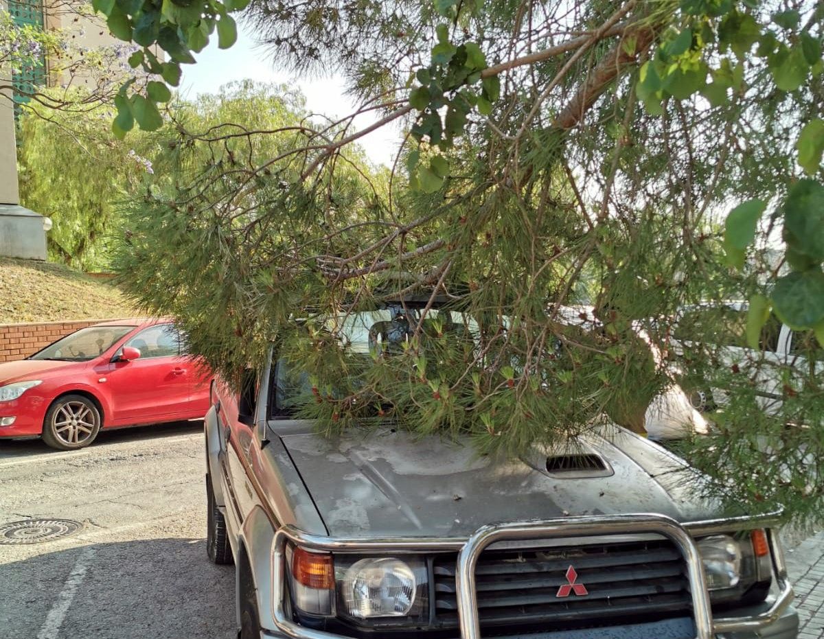 Un dels vehicles afectats per la caiguda de l'arbre