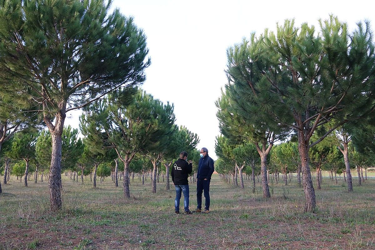 El tècnic del Consorci Forestal Josep Maria Tusell, i el productor d'Arenys d'Empordà, Carles Vaello, als terrenys de pi pinyer
