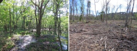 L'abans i després de la tala de la roureda de Can Verdalet a Tordera.