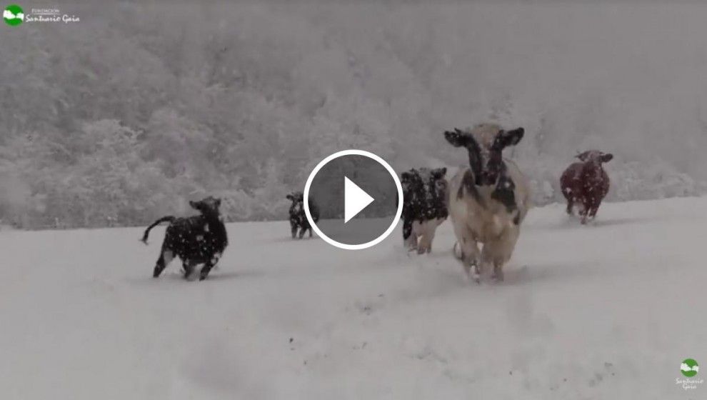 Les vaques i els toros jugant amb la neu