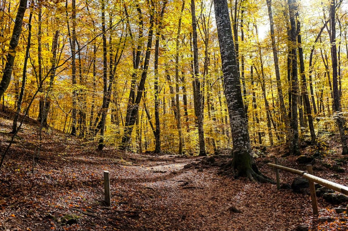 El confinament perimetral buida la Fageda d'en Jordà a la Garrotxa