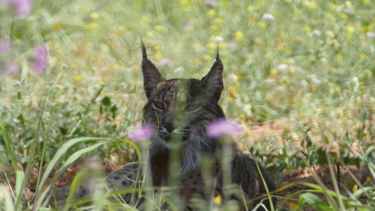 El linx ibèric detectat a l'àrea metropolitana de Barcelona