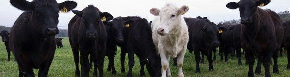 Els investigadors volen estudiar el genoma de les vaques de la raça Brangus.