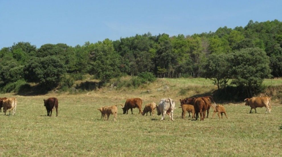 Vaques pasturant en un prat del Pirineu