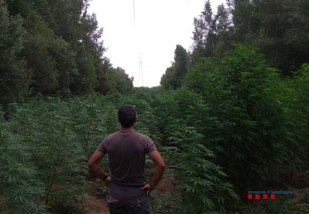 Un agent dels Mossos d'Esquadra observa una plantació de marihuana descoberta entre boscos a l'Alt Empordà.