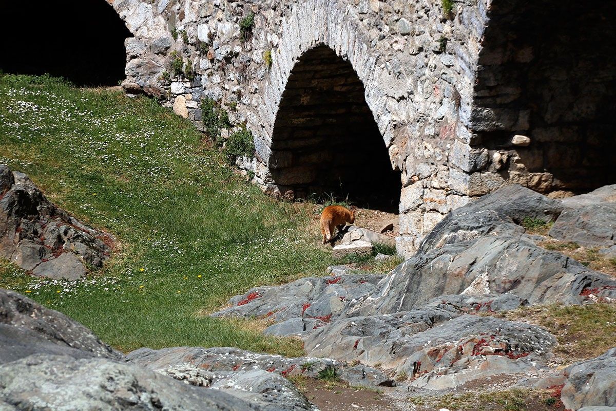 Un gat, sota el pont de Camprodon
