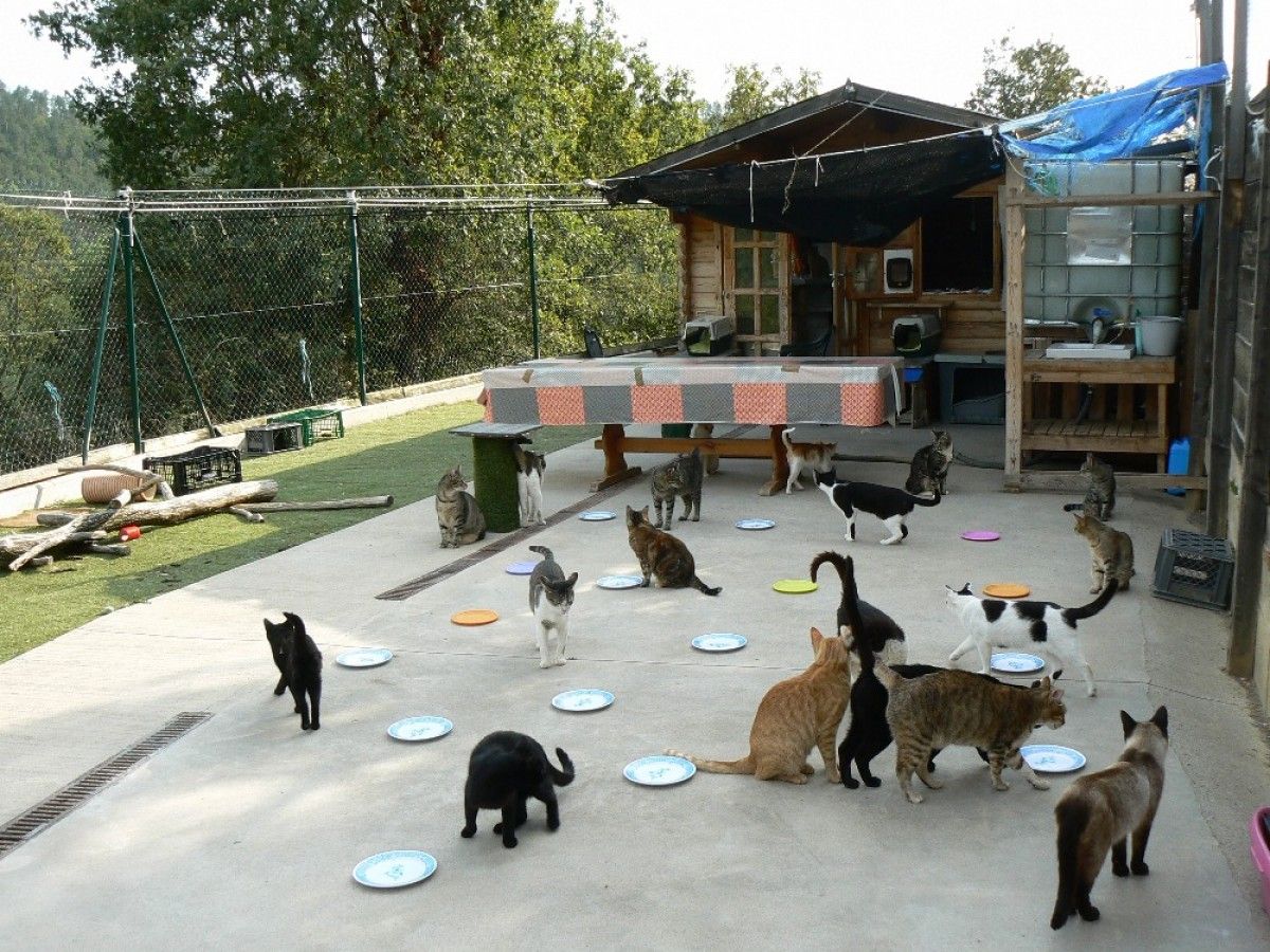 La Caseta de Fusta on actualment hi viuen uns 60 gats