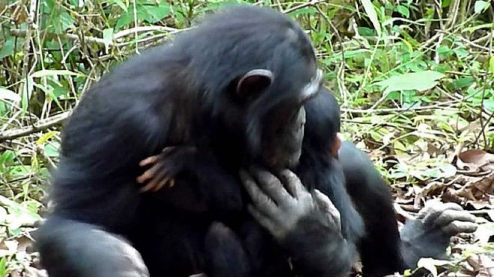 Un ximpanzé amb una cria als seus braços