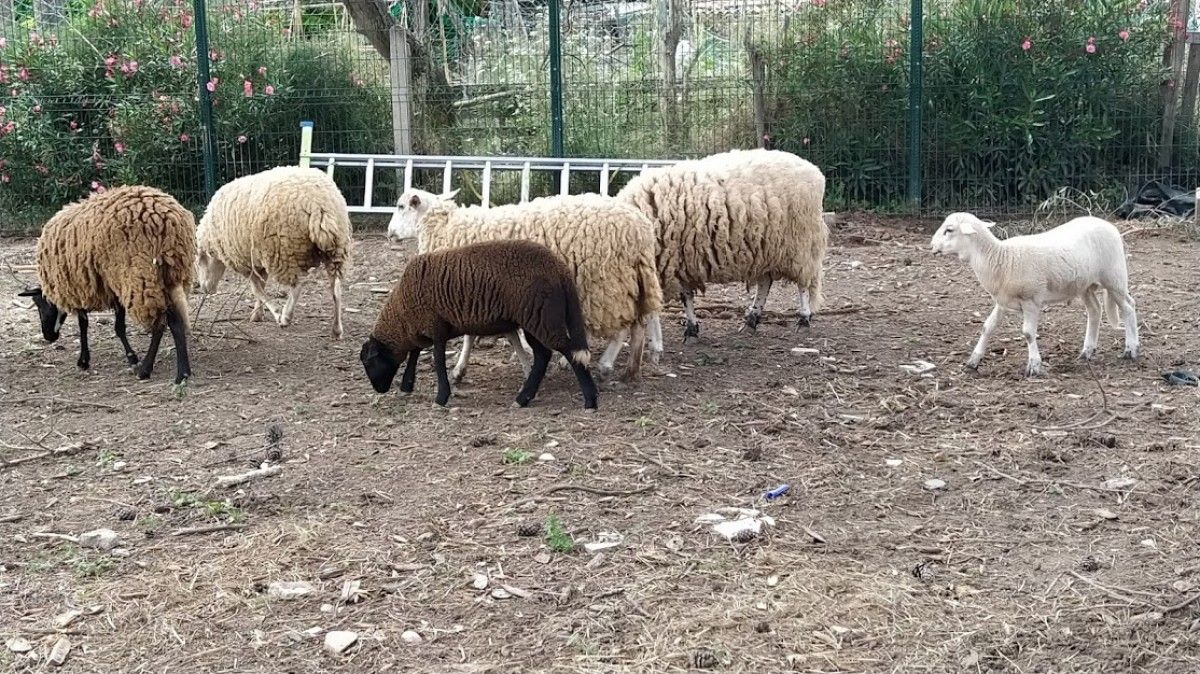 Les ovelles a la zona de les Torres Massana