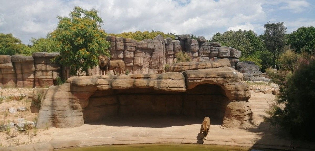 Noves instal·lacions al Zoo de Barcelona dedicades a la Sabana del Sahel.