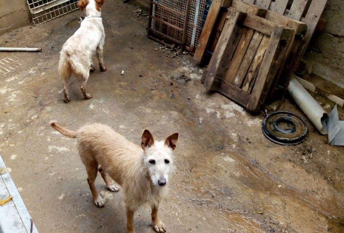 Dos gossos trobats als horts
