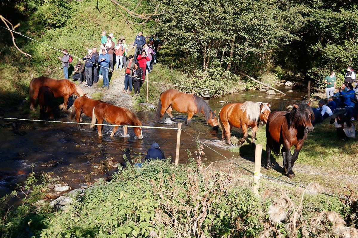 Un grup de cavalls creuant el riu