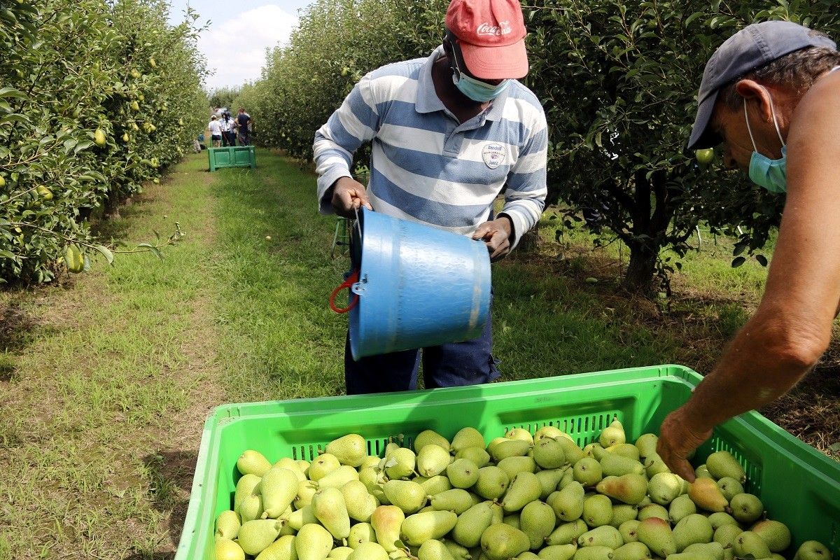 Treballadors recollint fruita a Alcarràs