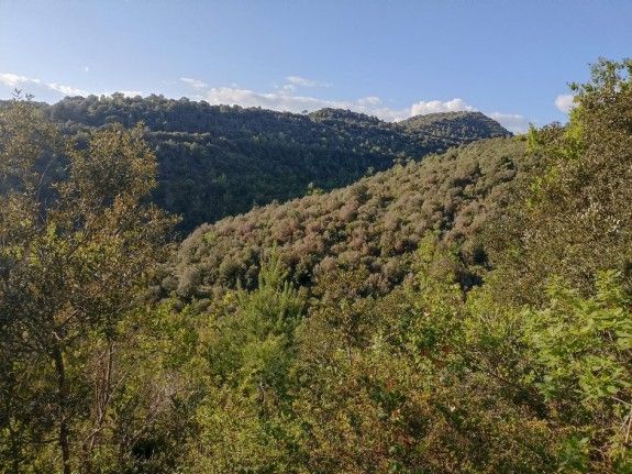 Afectació al Montmany.