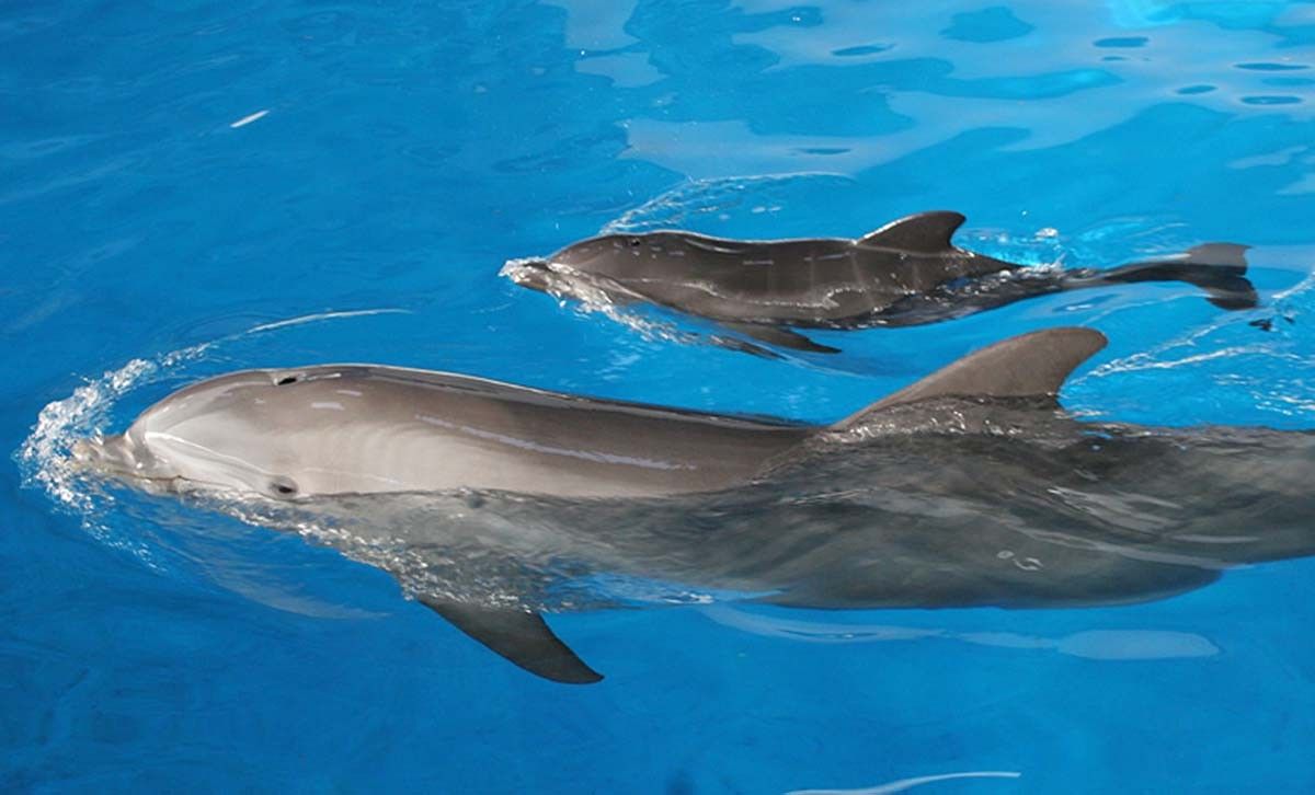 Un dofí amb la seva mare al delfinari del zoològic