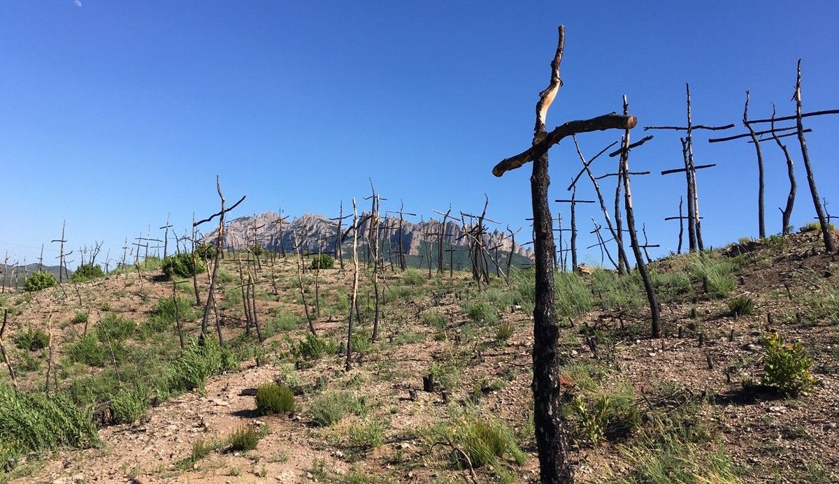 El Bosc de les Creus estarà acabat un any després de l'incendi d'Òdena
