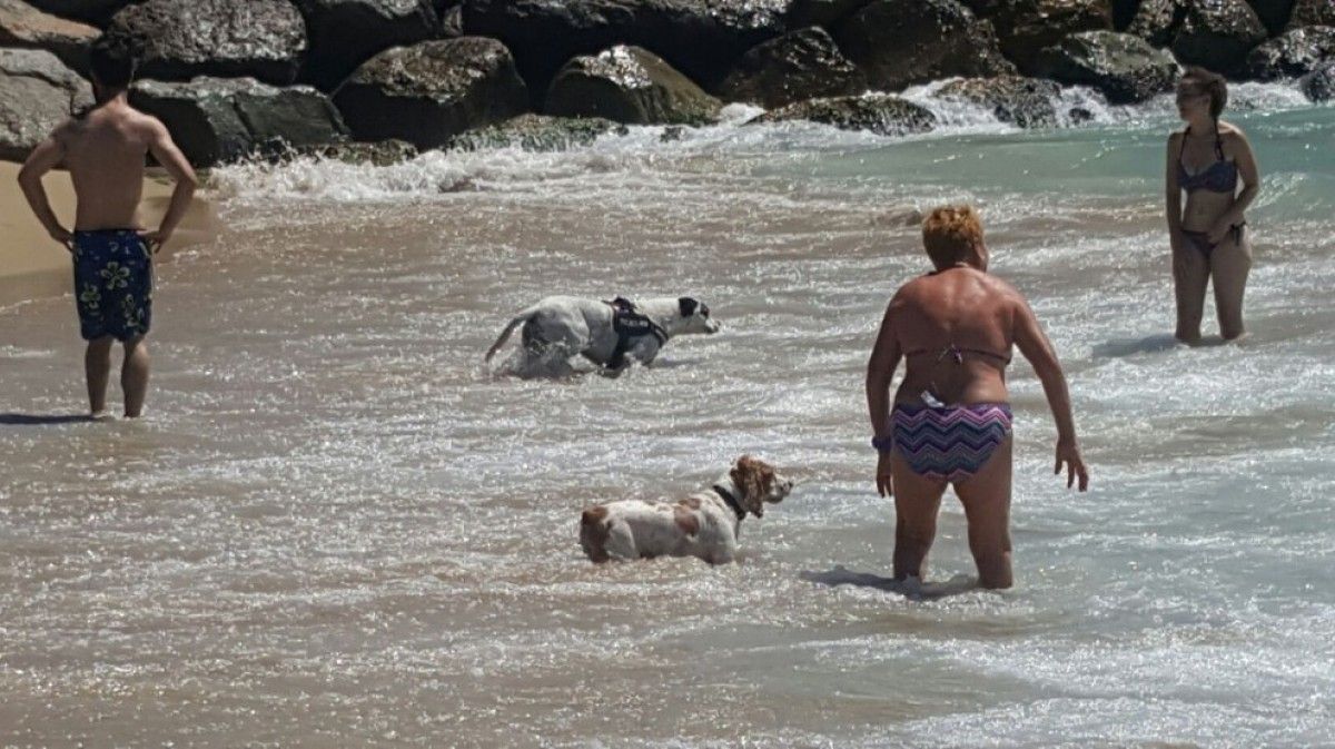 Espai habilitat per a gossos a la platja de Llevant de Barcelona