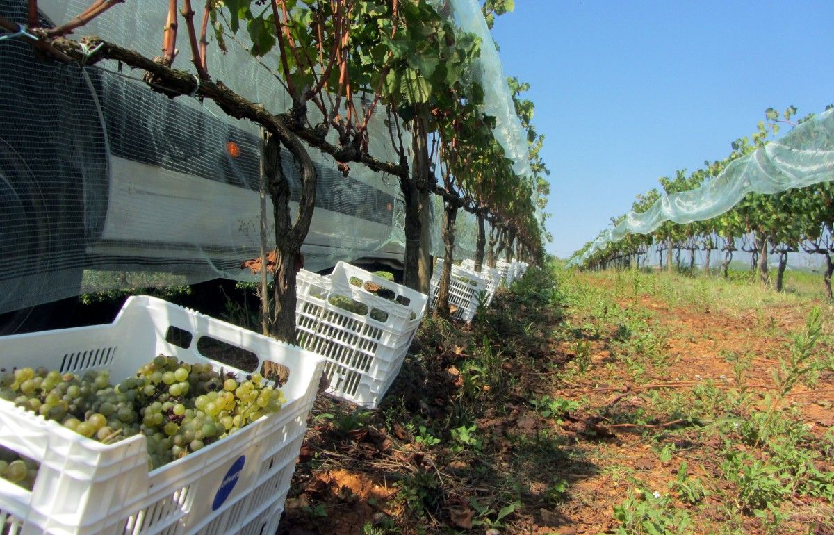 El raïm recollit de les vinyes del Parc Agrari de Sabadell