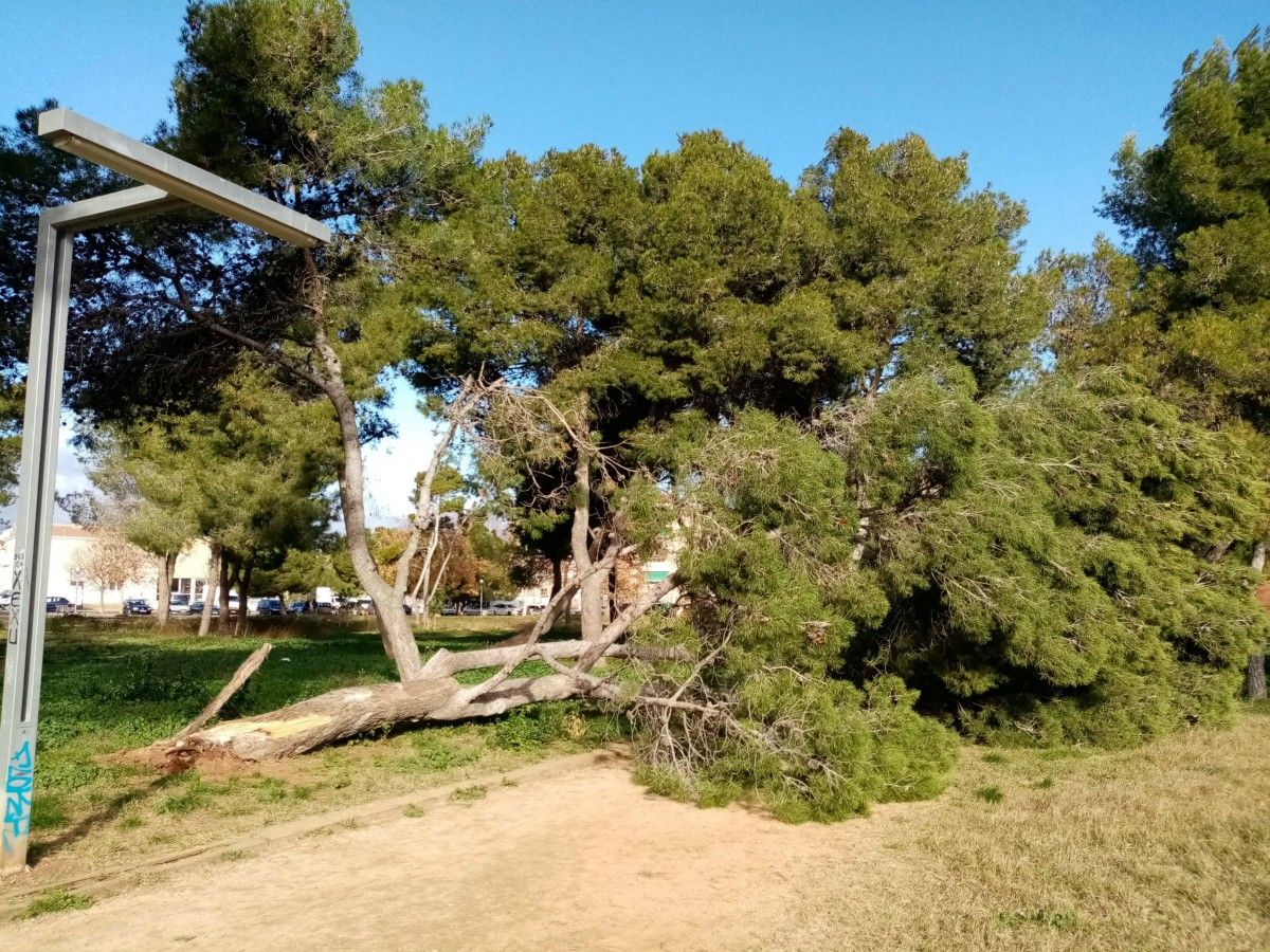 Un arbre caigut, a prop del CAP Ca n'Oriac