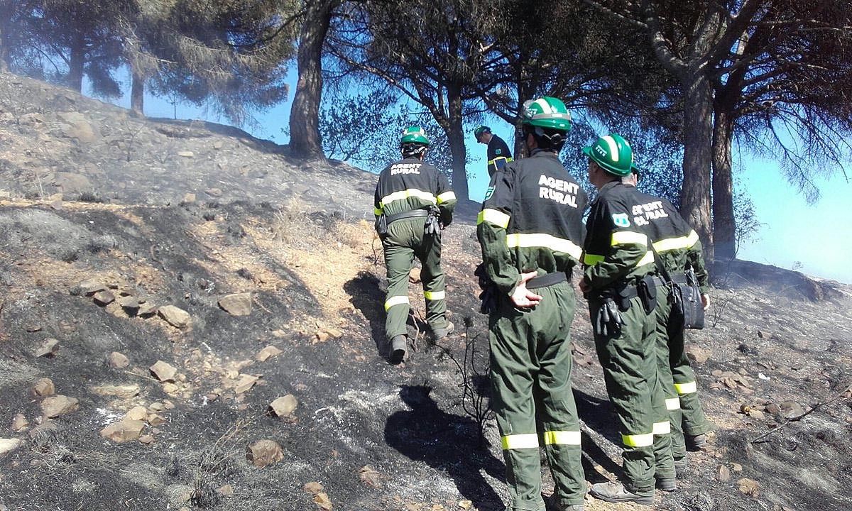 Els Agents Rurals, investigant les causes de l'incendi de Collserola