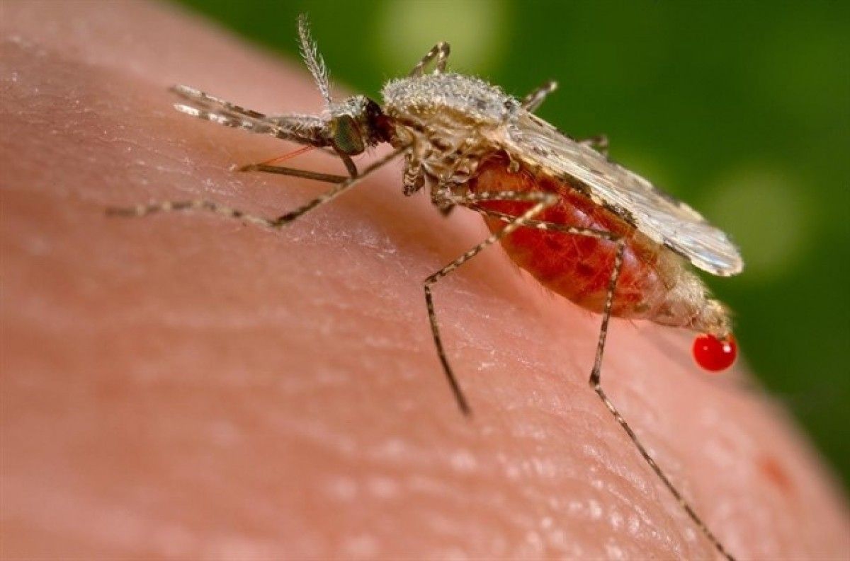 La malària es transmet per la picada d'un mosquit infectat per la malaltia